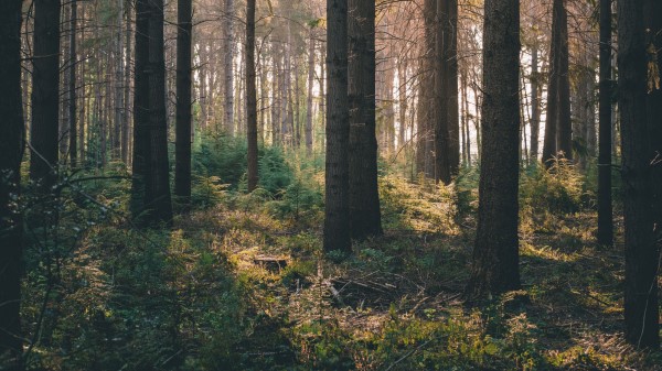 Forest Rays Bushes Wallpaper