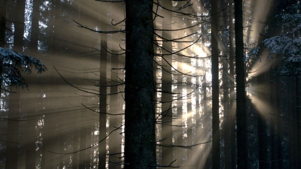 Forest Rays Glow wallpaper