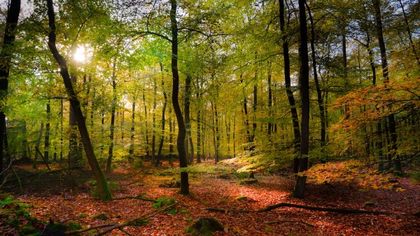 Forest Rays Sun Foliage Wallpaper