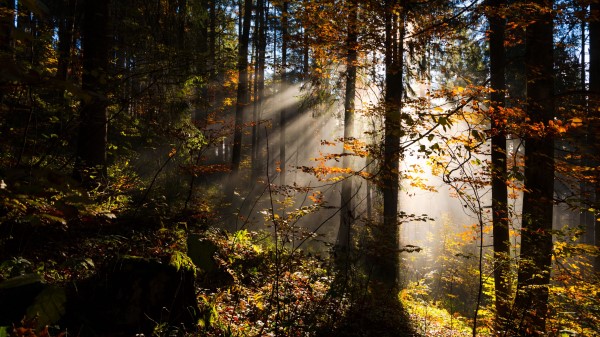 Forest Rays Sun Trees Wallpaper