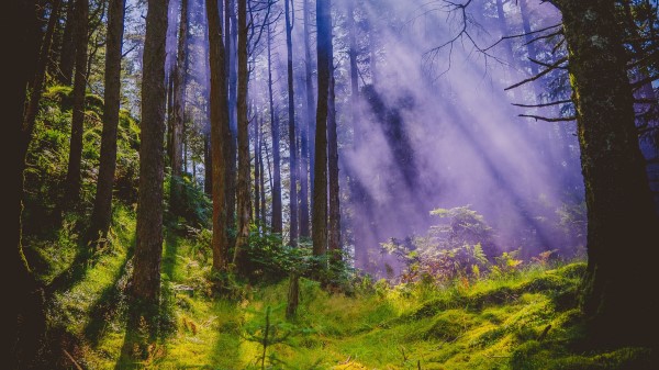 Forest Rays Trees Image Wallpaper