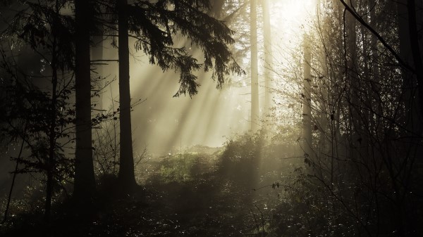 Forest Rays Trees Wallpaper