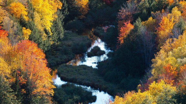Forest River Aerial View Wallpaper