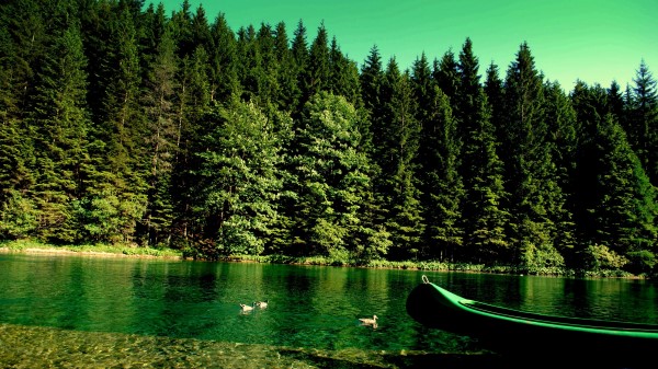 Forest River Boat Natur Wallpaper