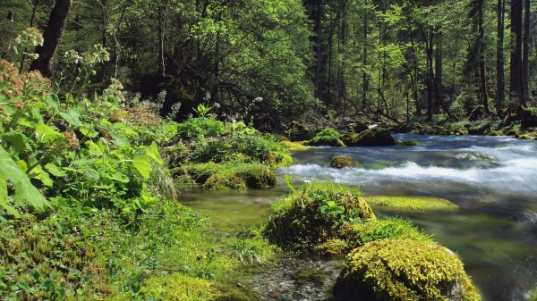 Forest River Landscap Wallpaper