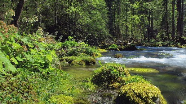 Forest River Landscape Wallpaper Wallpaper