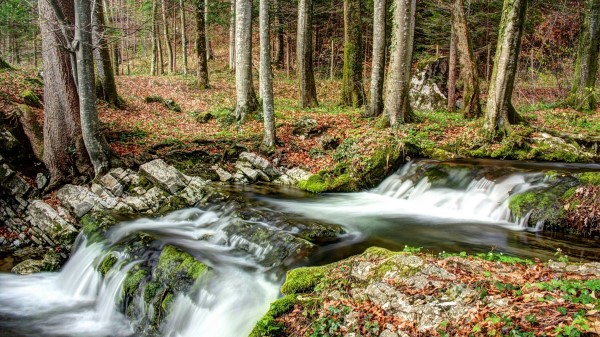 Forest River Natur Wallpaper