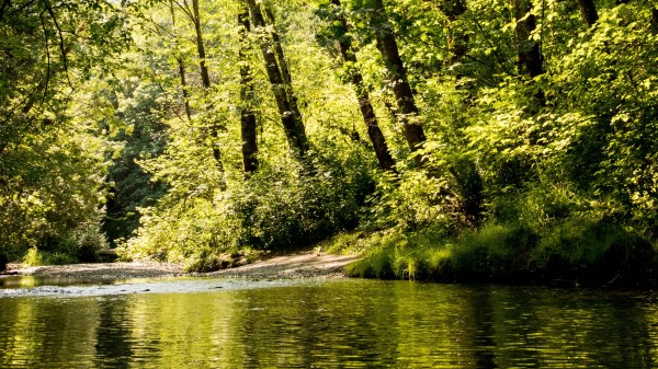 Forest River Trees Wallpaper