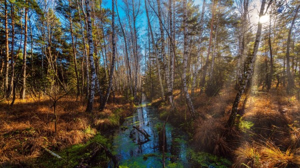 Forest River Wallpaper Wallpaper