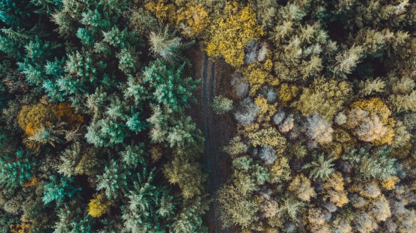 Forest Road Aerial View Image Wallpaper