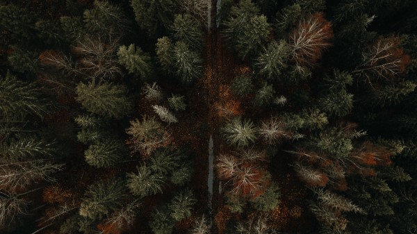Forest Road Aerial View Photo Wallpaper