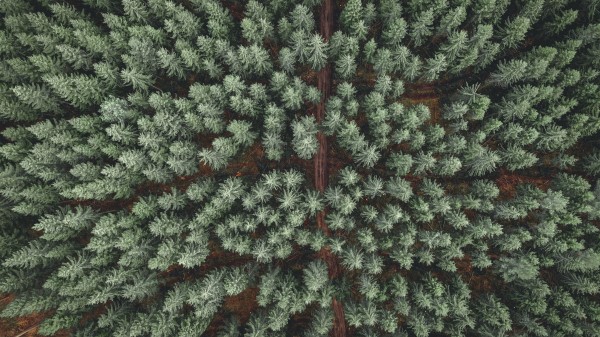 Forest Road Aerial View Pic Wallpaper