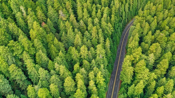 Forest Road Aerial View Wallpaper
