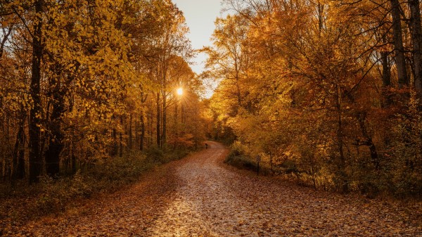 Forest Road Autumn Wallpaper
