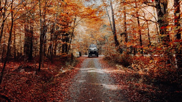 Forest Road Car Wallpaper
