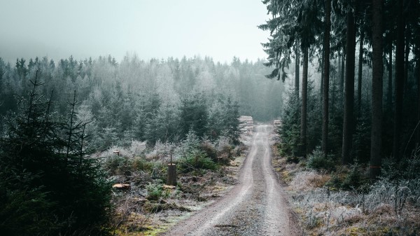 Forest Road Fog Photo Wallpaper