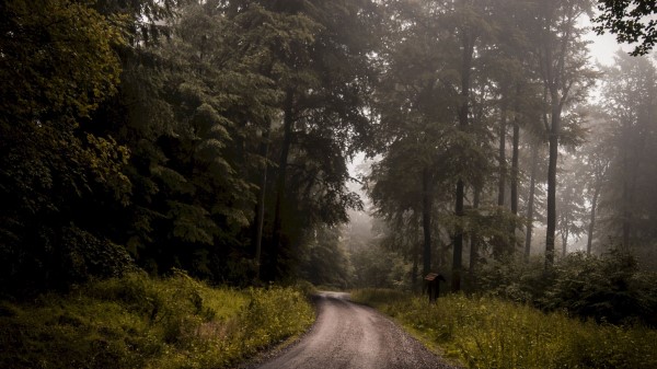 Forest Road Fog Wallpaper