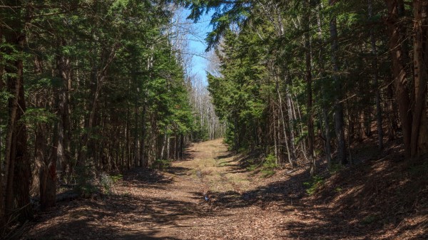 Forest Road Landscape Wallpaper