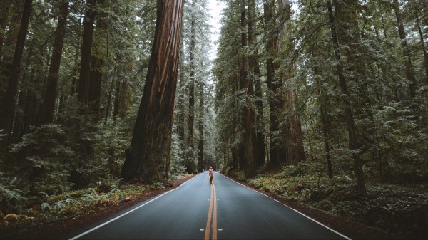 Forest Road Man Image Wallpaper