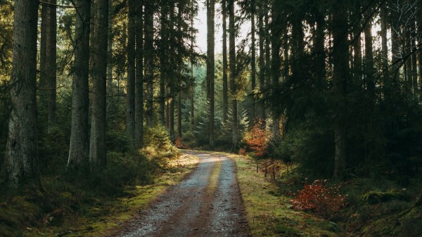 Forest Road Pines Wallpaper