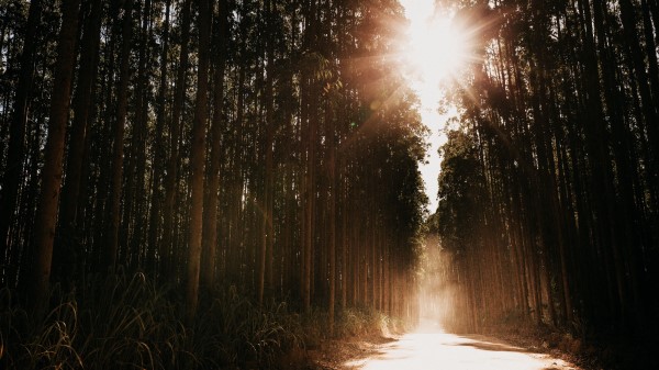 Forest Road Sunlight Wallpaper