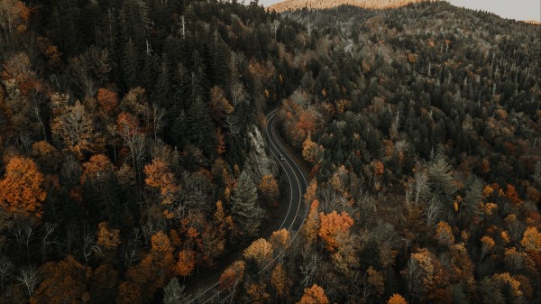 Forest Road Top View Wallpaper