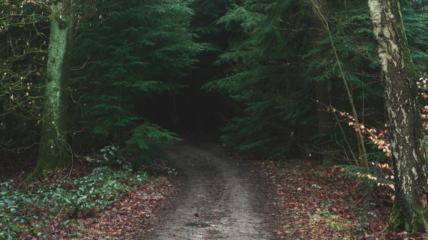 Forest Road Trees Image Wallpaper