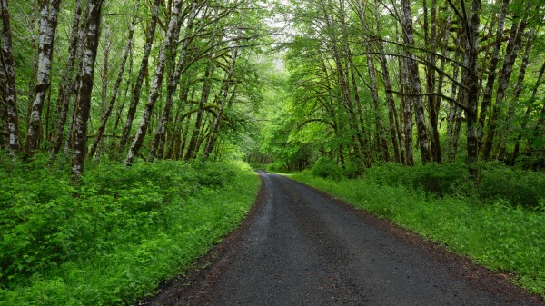 Forest Road Trees Landscape Wallpaper Wallpaper