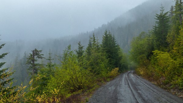 Forest Road Trees Photo Wallpaper