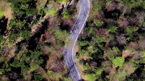 Forest Road Trees Picture Wallpaper