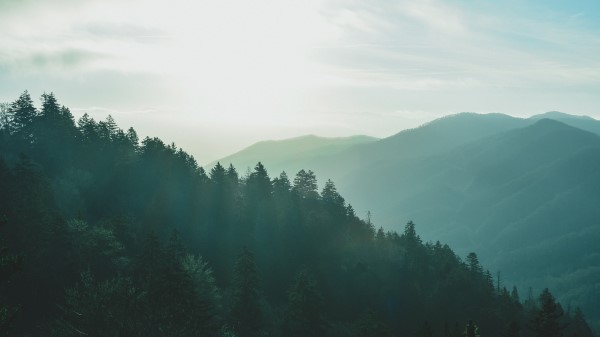 Forest Sky Fog Mountains Wallpaper