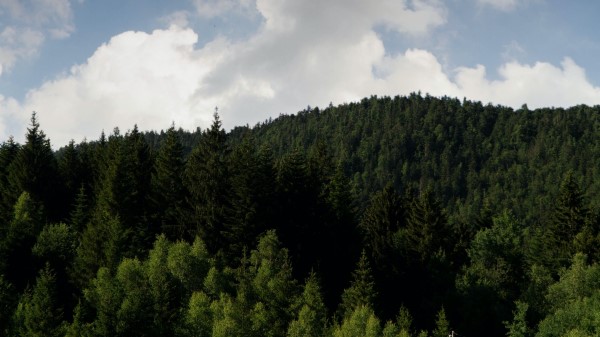 Forest Slope Grass Wallpaper