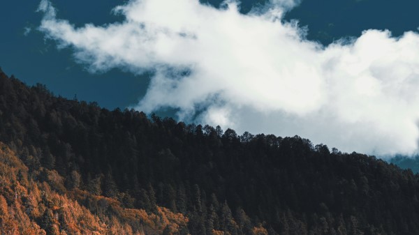 Forest Slope Mountain Wallpaper
