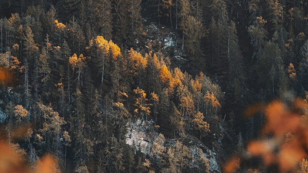 Forest Slope Trees Wallpaper