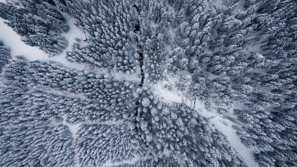 Forest Snow Aerial View Wallpaper