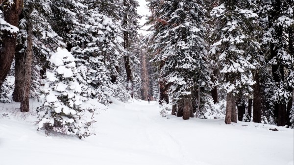 Forest Snow Path Wallpaper