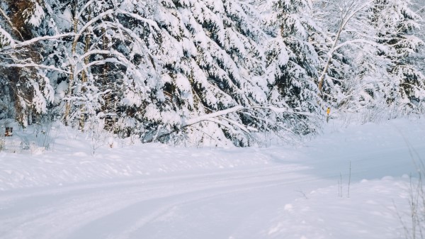 Forest Snow Road Wallpaper