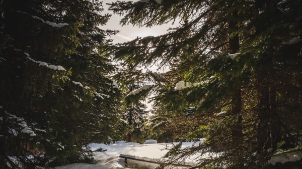 Forest Snow Sunbeams wallpaper