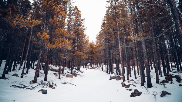 Forest Snow Trees Image wallpaper