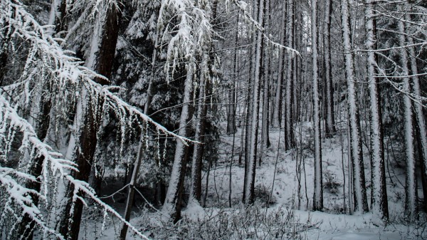 Forest Snow Trees Wallpaper