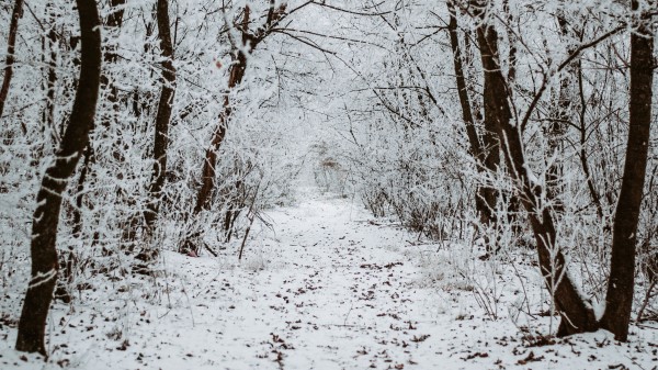 Forest Snow Winter Wallpaper