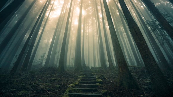 Forest Stairs Fog Wallpaper