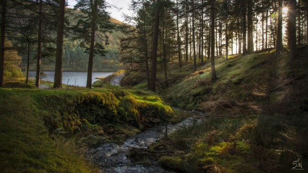 Forest Stream Landscape Wallpaper