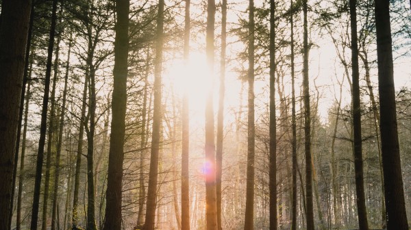 Forest Sun Blinding Wallpaper