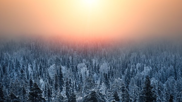 Forest Sunset Haze Wallpaper