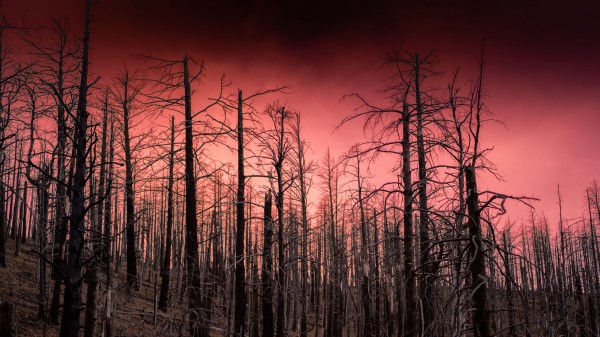 Forest Sunset Trees Wallpaper