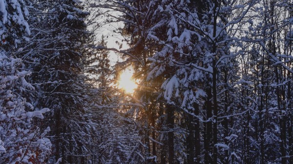 Forest Sunset Winter Wallpaper