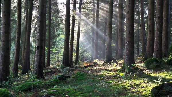 Forest The Rays Of The Sun Trees wallpaper