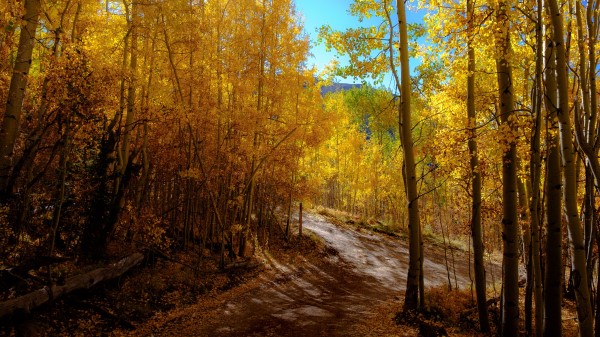 Forest Trail Autumn Wallpaper