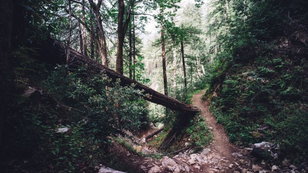Forest Trail Trees Wallpaper